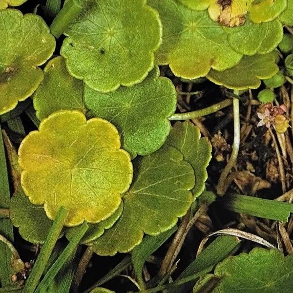 Hydrocotyle vulgaris Leaf