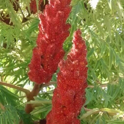 Rhus typhina Ffrwyth