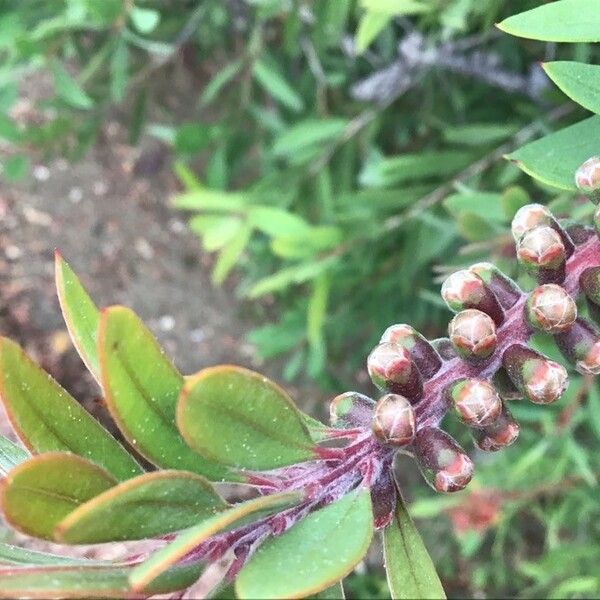 Callistemon citrinus Fruit