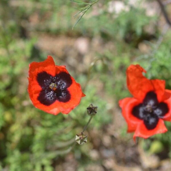 Papaver rhoeas Flower