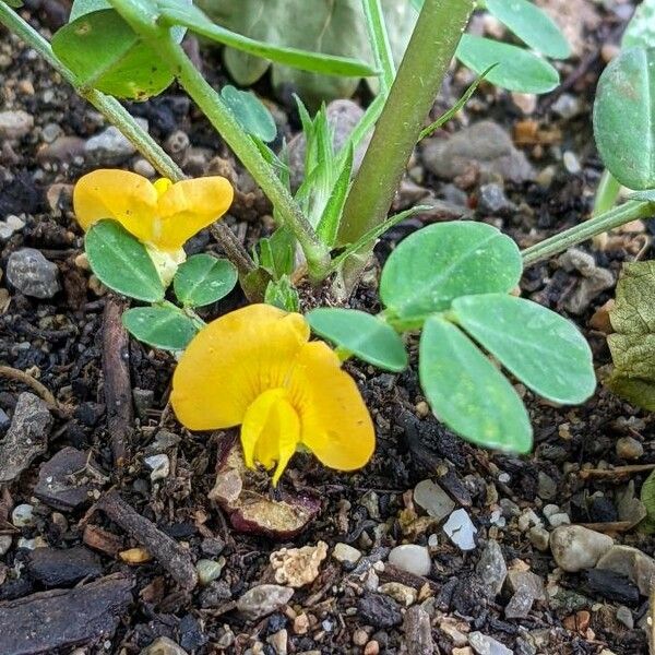 Arachis hypogaea Квітка