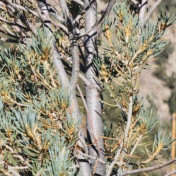 Pinus monophylla кора