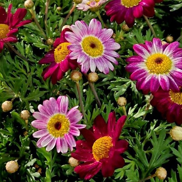 Tanacetum coccineum Fiore