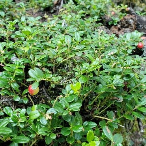 Vaccinium vitis-idaea Плод