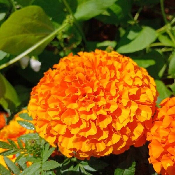 Tagetes erecta Flower