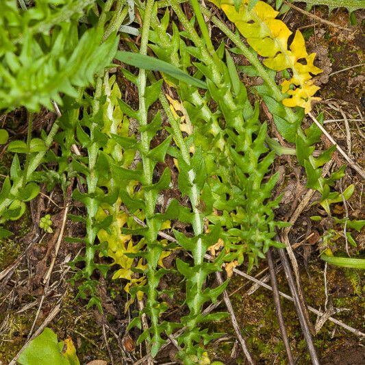 Hyoseris radiata Leaf