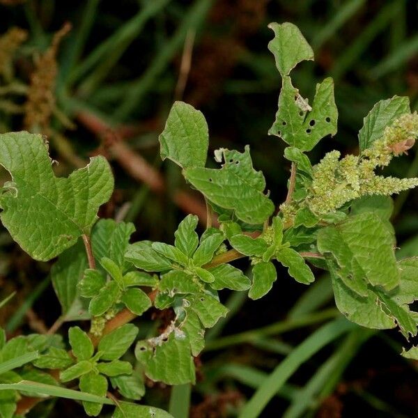 Amaranthus polygonoides Habit