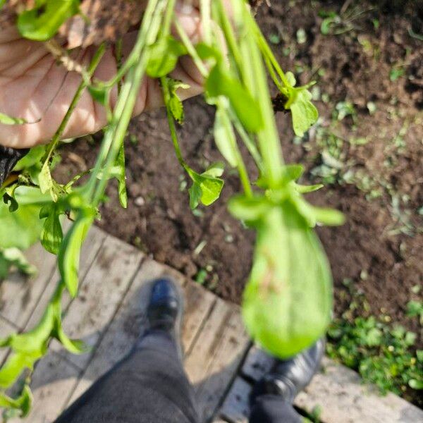 Rumex acetosella Leaf