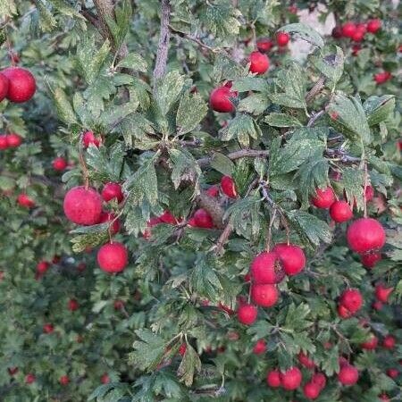 Crataegus monogyna Frukt