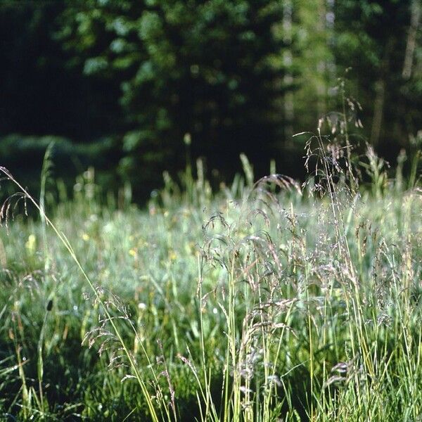 Poa leptocoma 整株植物