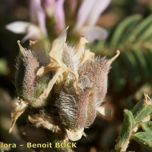 Astragalus glaux Fruct