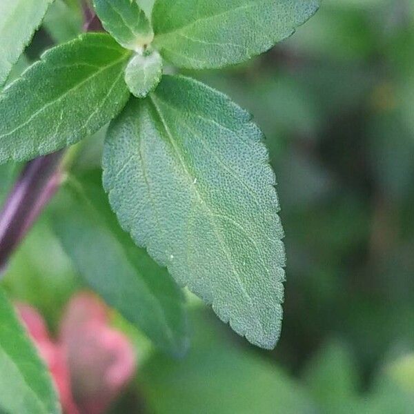 Salvia microphylla Ліст