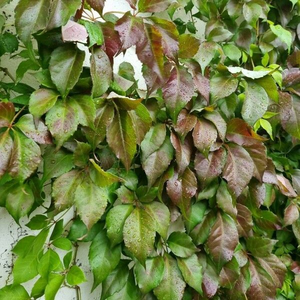 Parthenocissus inserta Elinympäristö