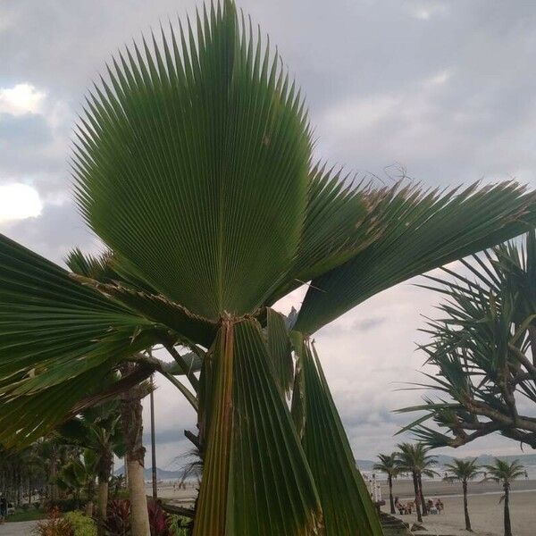 Pritchardia pacifica Leaf