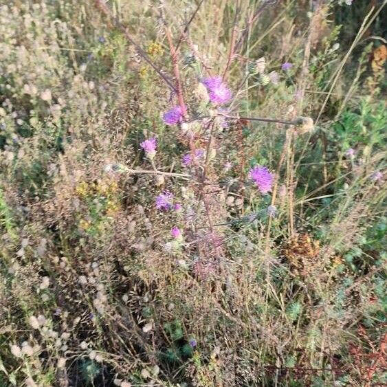 Centaurea paniculata Habit