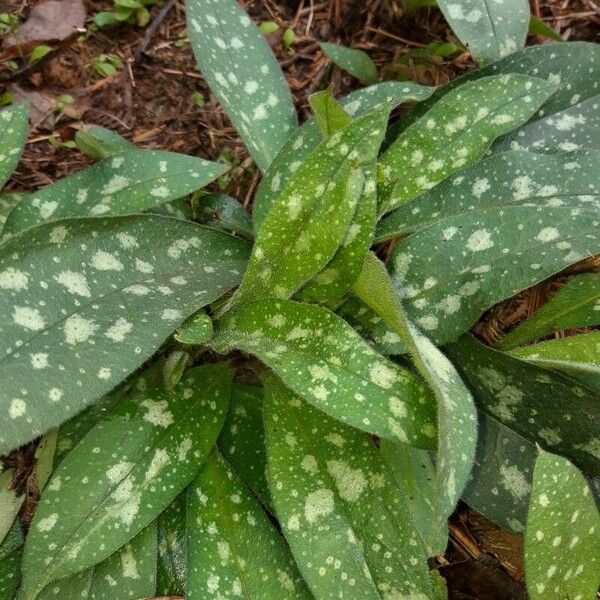 Pulmonaria longifolia Hoja