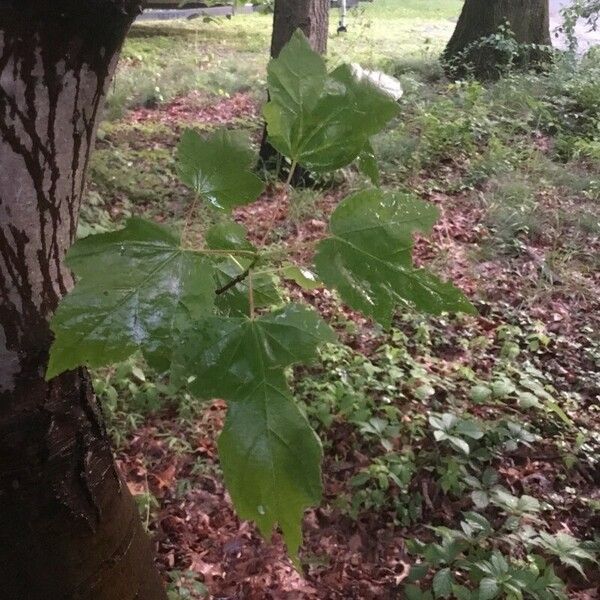 Acer rubrum Ліст