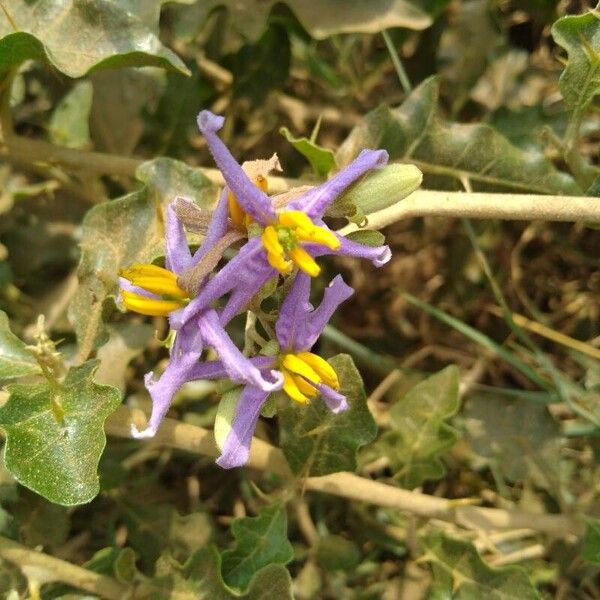 Solanum arundo Кветка