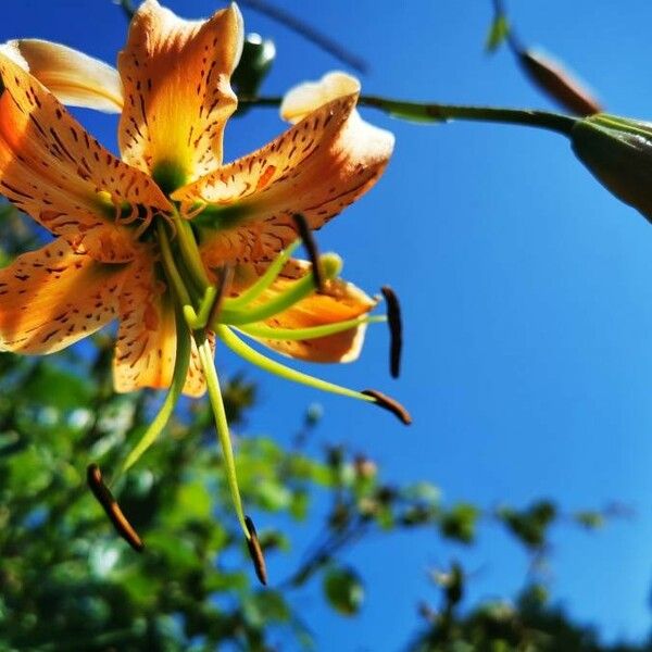 Lilium henryi Flower