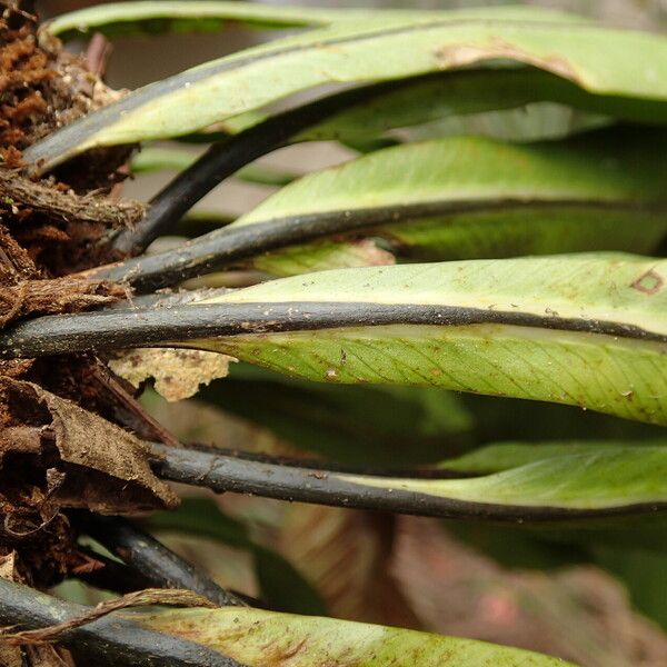 Asplenium africanum その他の提案