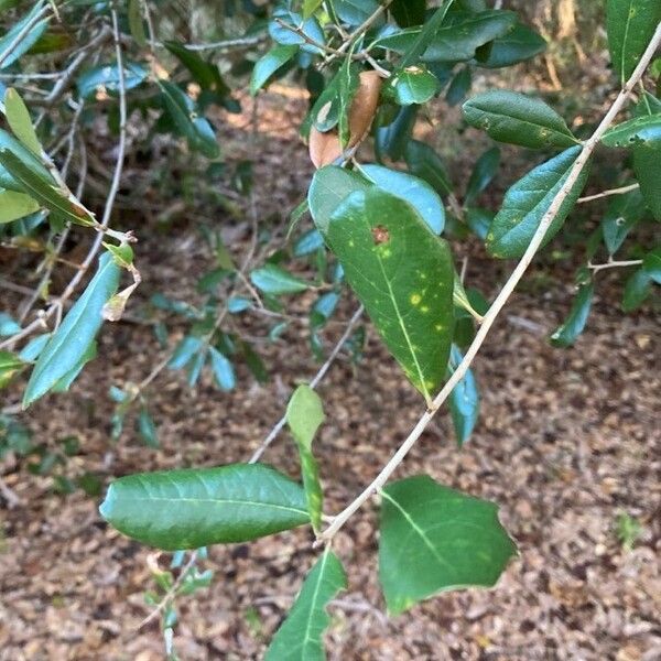Quercus virginiana Cortiza