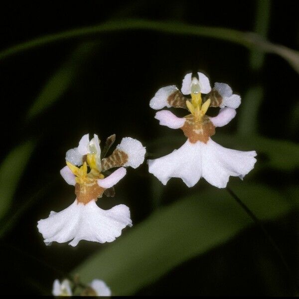 Tolumnia variegata Flower