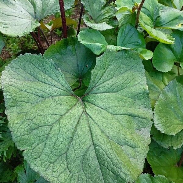 Ligularia dentata Liść