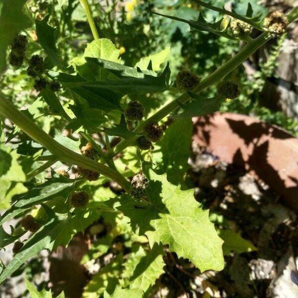 Blitum capitatum Leaf