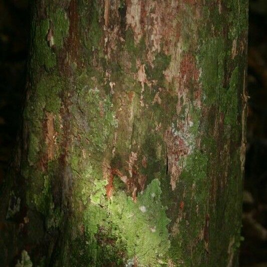 Couratari oblongifolia Кара