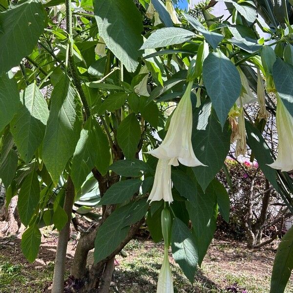 Brugmansia × candida Leaf