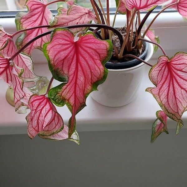 Caladium bicolor पत्ता