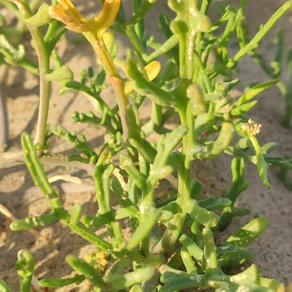 Cakile maritima Hoja