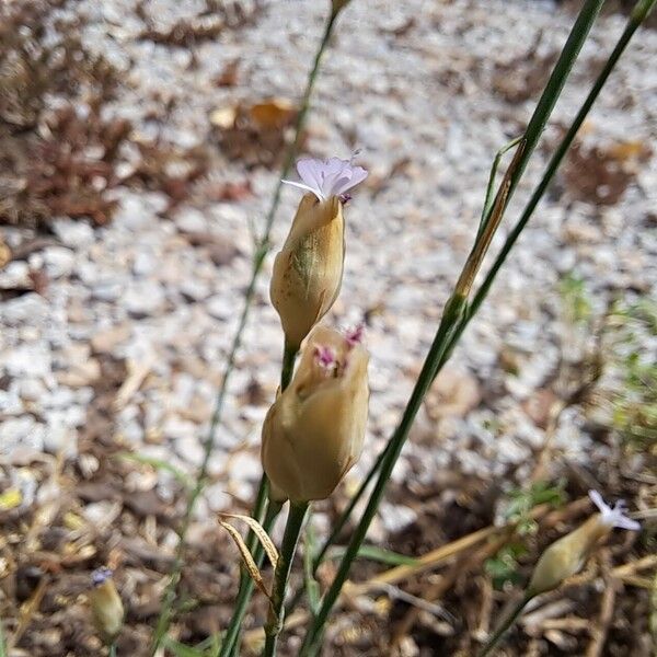 Petrorhagia prolifera Blomma