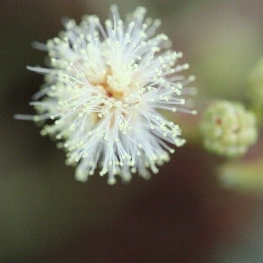 Acacia mearnsii Autre