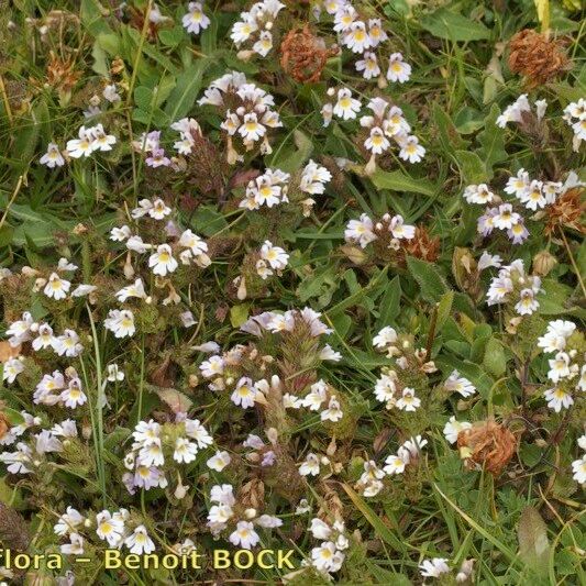 Euphrasia alpina 形態