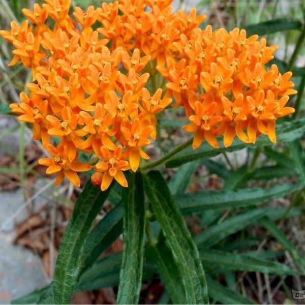 Asclepias tuberosa Blomst