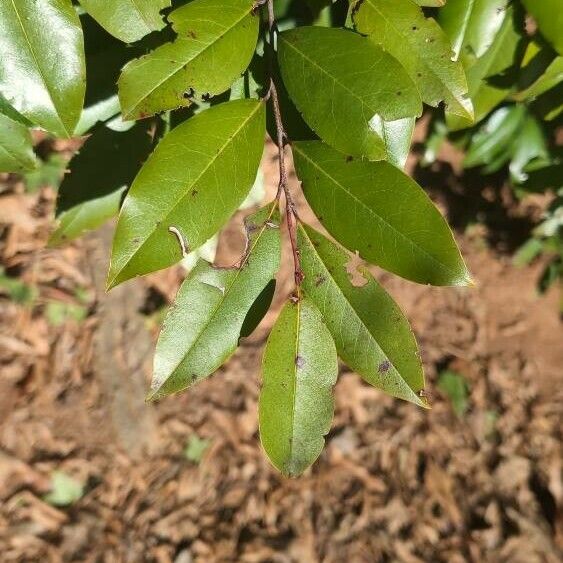 Prunus caroliniana Lehti