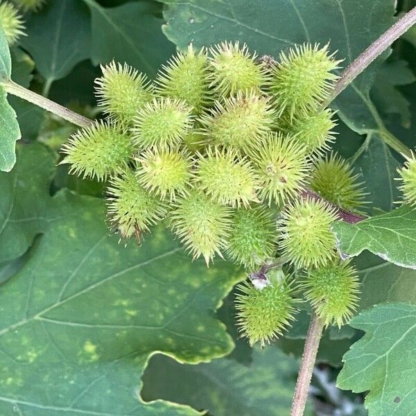 Xanthium orientale Fruit