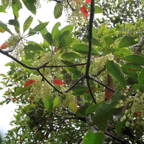 Elaeocarpus vieillardii
