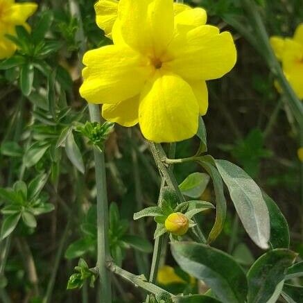 Jasminum mesnyi Flor