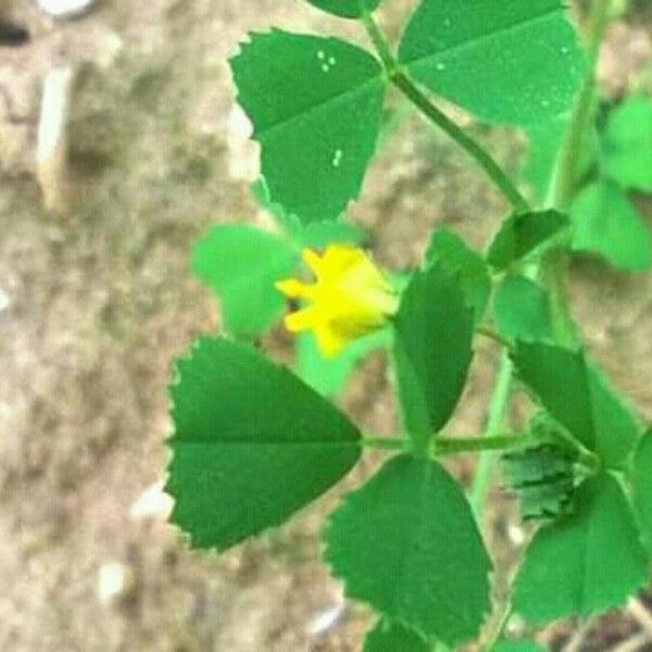 Medicago truncatula ഇല