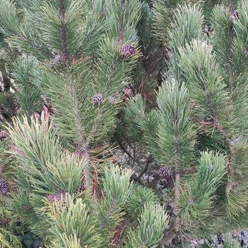 Pinus mugo Natur