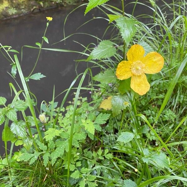 Papaver cambricum Kwiat