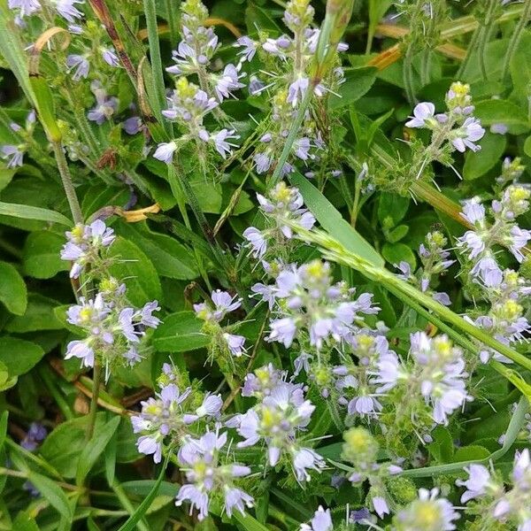 Veronica officinalis Fleur