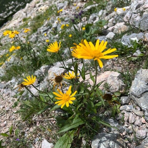 Arnica montana Flower