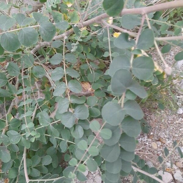 Astragalus obtusifolius Blad