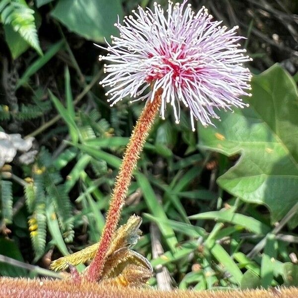 Mimosa pudica फूल