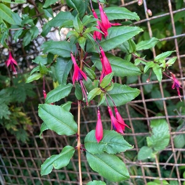 Fuchsia regia Květ