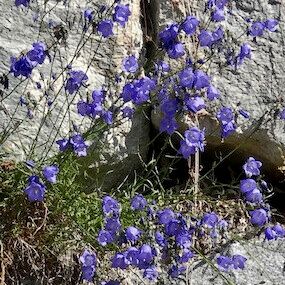 Campanula scheuchzeri Цветок