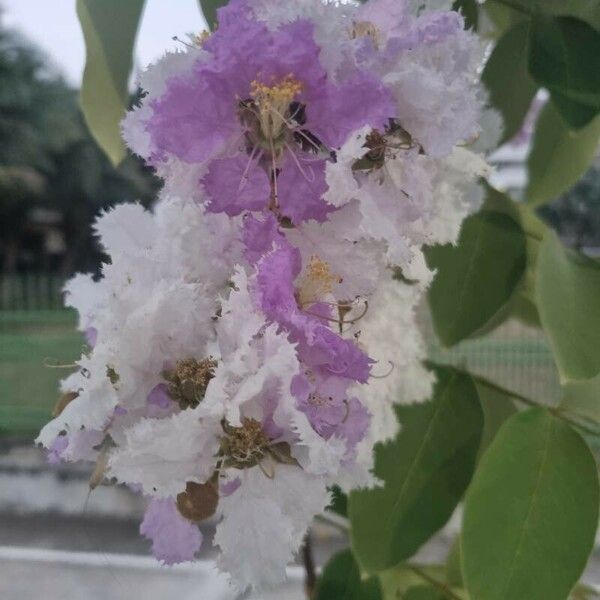 Lagerstroemia speciosa Λουλούδι